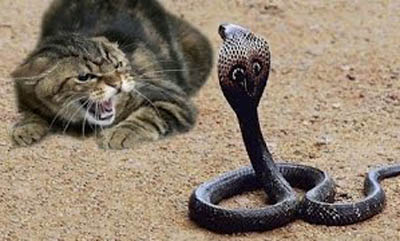 kucing vs ular_2